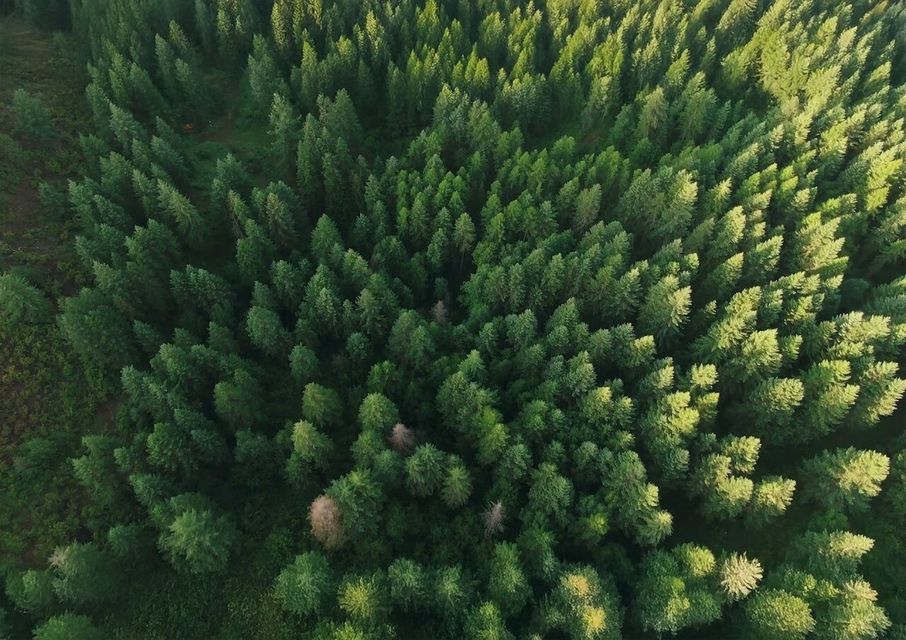 bosque